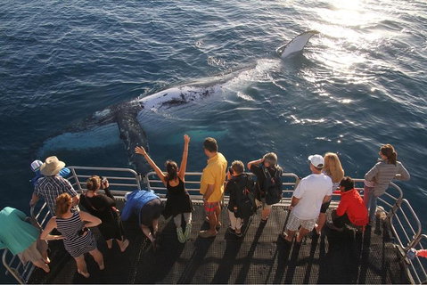 Hervey Bay Whale Watching Cruise - Tourism Caloundra 6