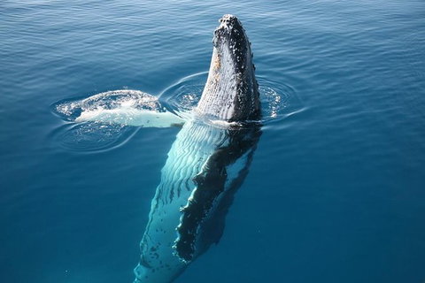 Hervey Bay Whale Watching Cruise - Tourism Caloundra 8