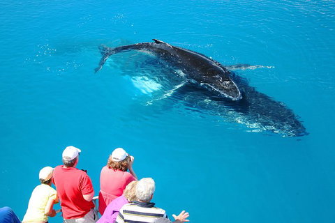 Hervey Bay Whale Watching Cruise - Tourism Caloundra 5