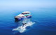 Hervey Bay Whale Watching Cruise - thumb 10