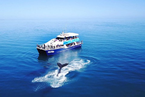 Hervey Bay Whale Watching Cruise - Tourism Caloundra 10