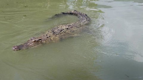 Hartley's Crocodile Adventures Day Trip From Cairns - Tourism Caloundra 10