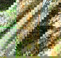 Rainforest  Waterfalls Extravaganza - Tourism Caloundra