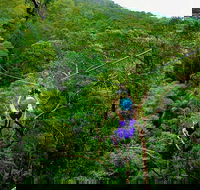 Tamborine Mountain Daily Service Treetop Challenge and Thunderbird Park - Tourism Caloundra