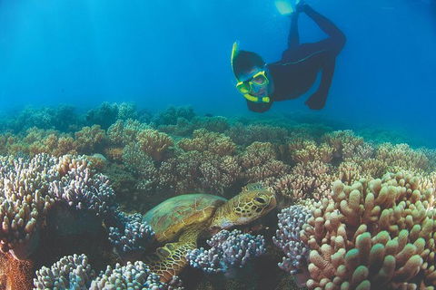 Wavedancer Low Isles Great Barrier Reef Sailing Cruise From Palm Cove - Tourism Caloundra 5