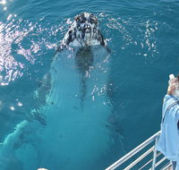 Three-Quarter Day Hervey Bay Premium Whale Watching Cruise - Tourism Caloundra