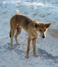 2-Day Fraser Island 4WD Tour From Brisbane Or The Gold Coast - Tourism Caloundra 1