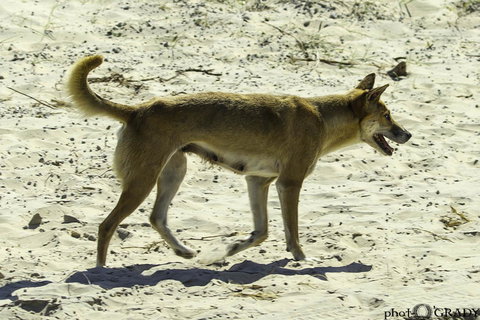 2-Day Fraser Island 4WD Tour From Brisbane Or The Gold Coast - Tourism Caloundra 2