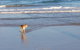 2-Day Fraser Island 4WD Tour From Brisbane Or The Gold Coast - thumb 10