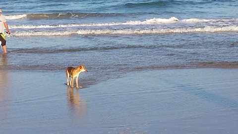 2-Day Fraser Island 4WD Tour From Brisbane Or The Gold Coast - Tourism Caloundra 10
