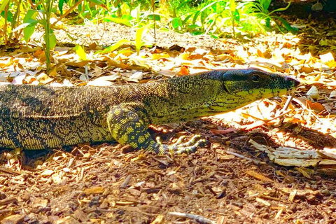 Small-Group 4WD Springbrook National Park Day Trip From Brisbane - Tourism Caloundra 4