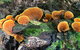 Small-Group 4WD Springbrook National Park Day Trip From Brisbane - thumb 3