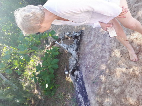 Afternoon Low Isles Snorkeling And Sailing Cruise From Port Douglas - Tourism Caloundra 2