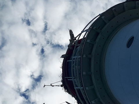 Afternoon Low Isles Snorkeling And Sailing Cruise From Port Douglas - Tourism Caloundra 3