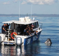 Hervey Bay Whale Swim and Watch - Tourism Caloundra