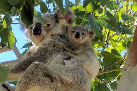 Magnetic Island Tour: Maggie Comprehensive - Tourism Caloundra 4