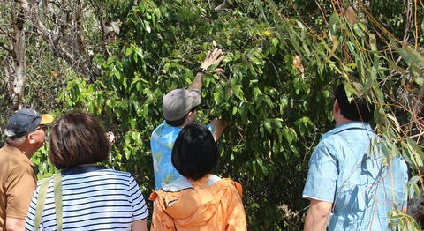Magnetic Island Tour: Maggie Comprehensive - Tourism Caloundra 6