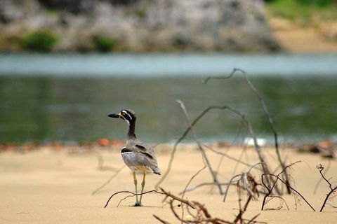 1770 Coastline Tour By LARC Amphibious Vehicle Including Picnic Lunch - Tourism Caloundra 11