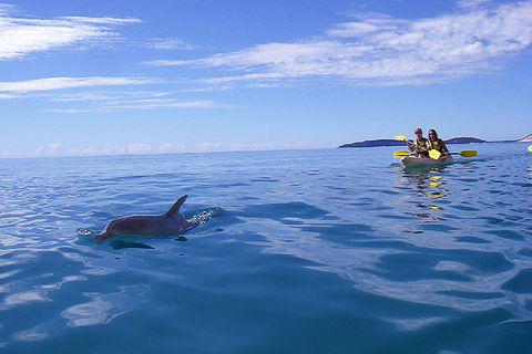 Half-Day Kayak With Dolphins And 4WD Beach Drive From Rainbow Beach - Tourism Caloundra 9