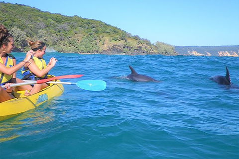 Half-Day Kayak With Dolphins And 4WD Beach Drive From Rainbow Beach - Tourism Caloundra 3