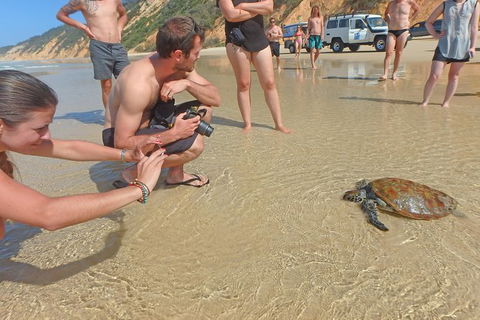 Half-Day Kayak With Dolphins And 4WD Beach Drive From Rainbow Beach - Tourism Caloundra 11