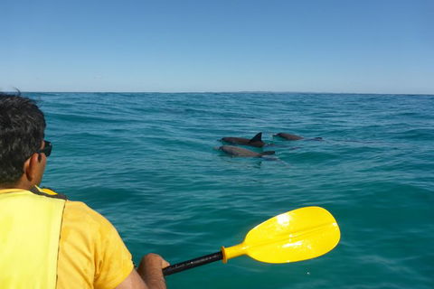 Half-Day Kayak With Dolphins And 4WD Beach Drive From Rainbow Beach - Tourism Caloundra 6