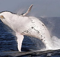 Whale Watching and Surfers Paradise Day Trip from Brisbane - Tourism Caloundra