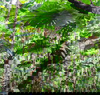 Cape Tribulation Daintree Rainforest and Wildlife Tour - Tourism Caloundra