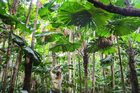 Cape Tribulation, Daintree Rainforest And Wildlife Tour - Tourism Caloundra 0