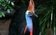 Cape Tribulation, Daintree Rainforest And Wildlife Tour - thumb 1