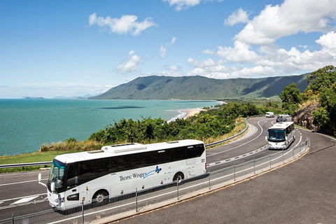Cape Tribulation, Daintree Rainforest And Wildlife Tour - Tourism Caloundra 3