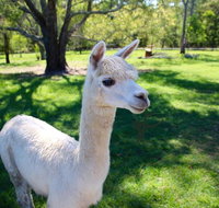 Half Day Animal Tour - Tourism Caloundra