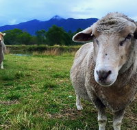 Trevena Glen Farm Animal Experience - Tourism Caloundra