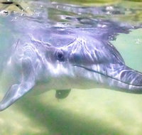 Premium Dolphin Feeding Day Cruise to Tangalooma Island Resort on Moreton Island - Tourism Caloundra