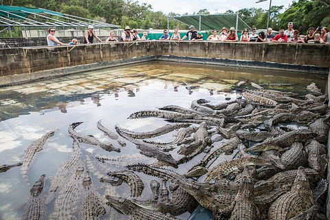 Hartley\'s Crocodile Adventures Day Trip From Palm Cove - Tourism Caloundra 7
