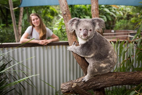 Hartley\'s Crocodile Adventures Day Trip From Palm Cove - Tourism Caloundra 3