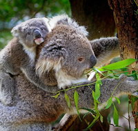 Koalas Kangaroos  Mt Coot-tha Scenic Views Private Tour with Local Guide - Tourism Caloundra