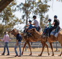 Camel Rides - Tourism Caloundra