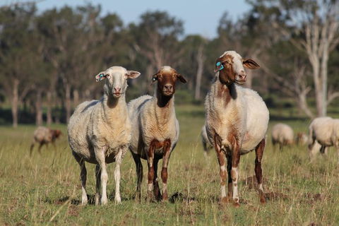 Towri Sheep Cheese Farm Tour (Fridays) - Tourism Caloundra 1