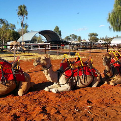Uluru Small-Group Tour By Camel At Sunrise Or Sunset - Tourism Caloundra 15