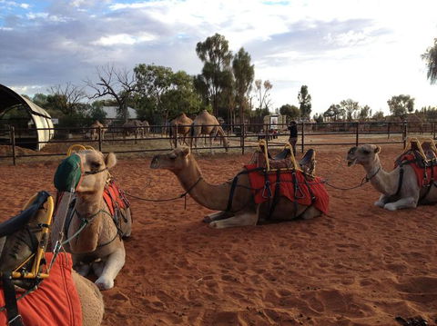 Uluru Small-Group Tour By Camel At Sunrise Or Sunset - Tourism Caloundra 24