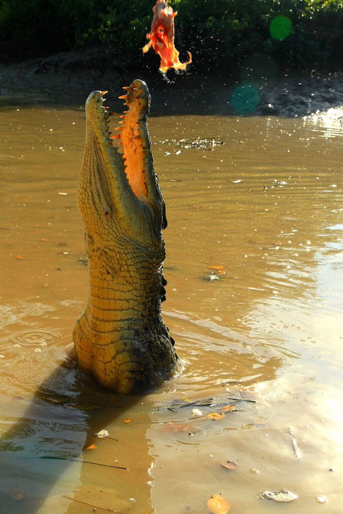 Litchfield And Jumping Crocodiles Full Day Trip From Darwin - Tourism Caloundra 7