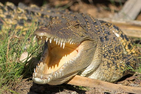 1 Day Corroboree Billabong Wetland Experience Including 2.5 Hour Cruise + Lunch - Tourism Caloundra 1