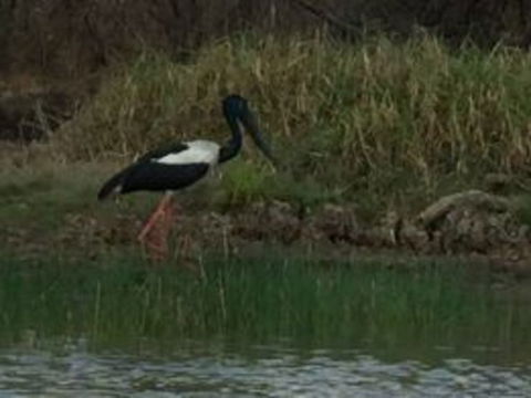 1 Day Corroboree Billabong Wetland Experience Including 2.5 Hour Cruise + Lunch - Tourism Caloundra 3
