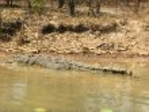 1 Day Corroboree Billabong Wetland Experience Including 2.5 Hour Cruise + Lunch - Tourism Caloundra 6