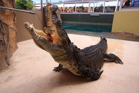 Darwin Hop-on Hop-off Bus Tour - Tourism Caloundra 13