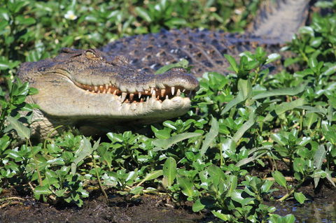 3-Day Kakadu National Park And Waterfalls Tour From Darwin - Tourism Caloundra 5