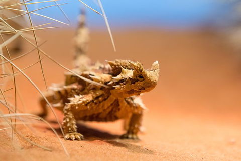 Alice Springs Desert Park General Entry Ticket - Tourism Caloundra 8