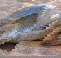 Turtle Tracks Tour to Bare Sand Island from Darwin - Tourism Caloundra