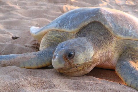 Turtle Tracks Tour To Bare Sand Island From Darwin - Tourism Caloundra 0